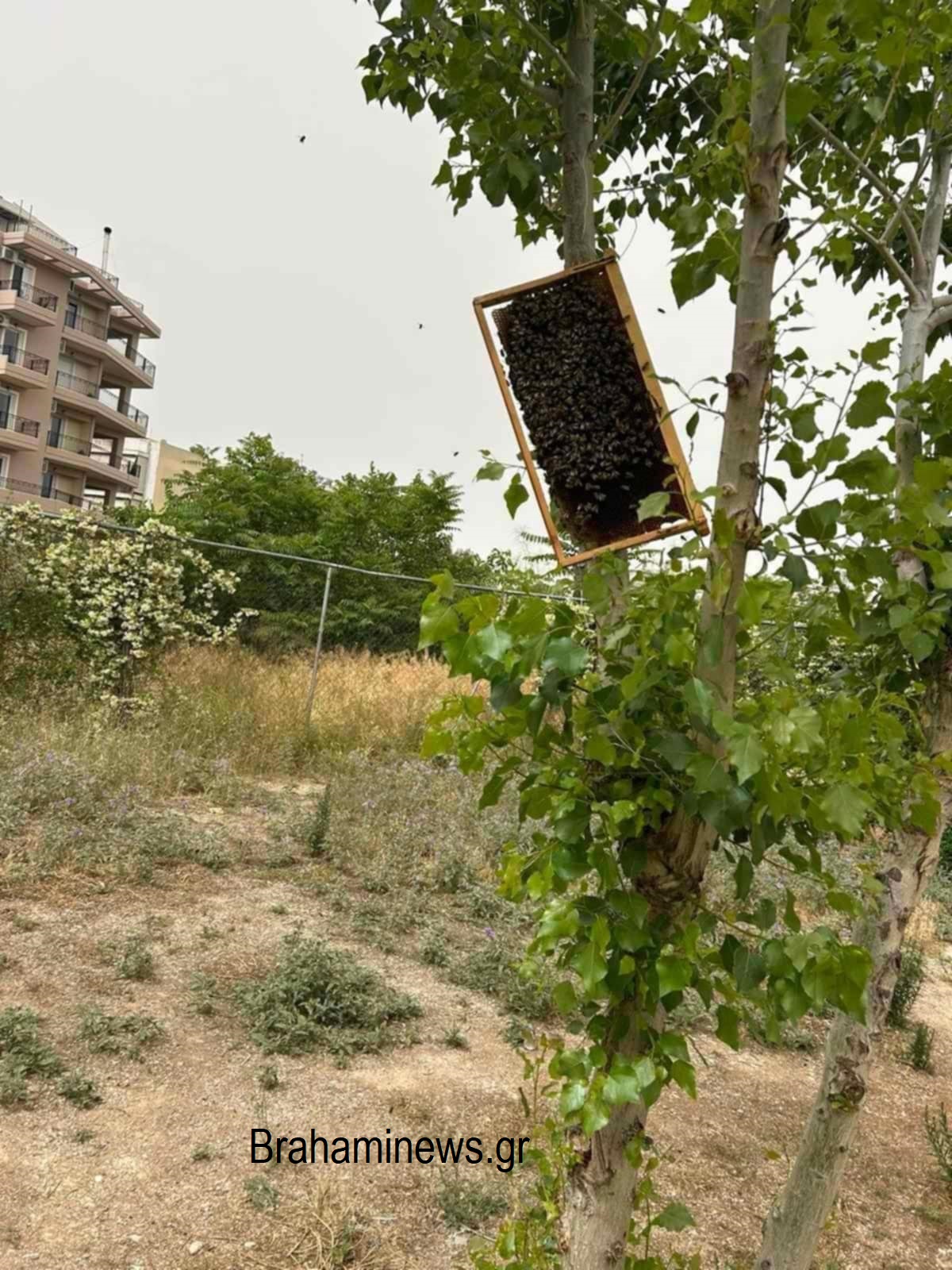melisses-se-paidiki-hara-stin-odo-lidwrikioy-amesi-itan-i-antidrasi-kyriakaki-ethelontwn-gia-tin-apomakrynsi-toys-brahaminewsgr1.jpg
